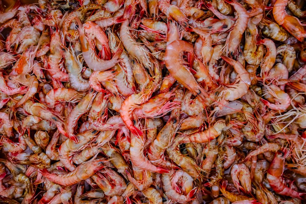 lots of shrimps
